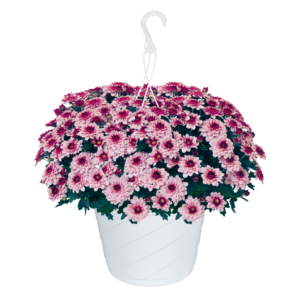 10" Hanging Basket Mum Berry Blast Bicolor
