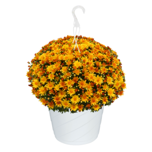 10" Hanging Basket Mum Cracklin Golden Yellow