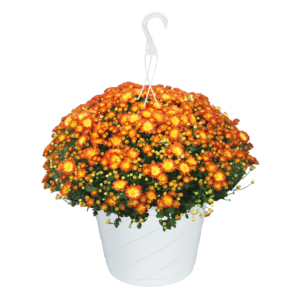 10" Hanging Basket Mum Dazzling Stacy Orange