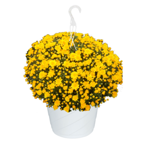 10" Hanging Basket Mum Sundance Yellow