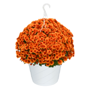 10" Hanging Basket Mum Sunset Orange