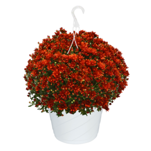 10" Hanging Basket Mum Zuma Orange