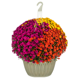 12" Hanging Basket Mumbo Jacqueline Harvest Fusion