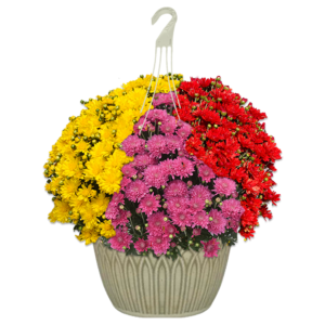 12" Hanging Basket Mumbo Stellar #2