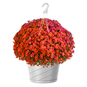 12" Hanging Basket Mumbo Gigi Starburst Mix