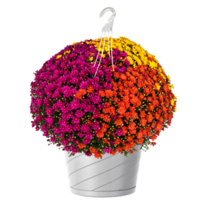 12" Hanging Basket Mumbo Jacqueline Harvest Fusion