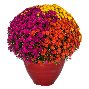 12" Fancy Planter Mumbo Jacqueline Harvest Fusion