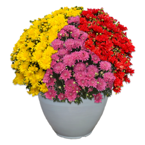 12" Fancy Planter Mumbo Stellar #2