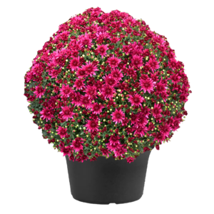 12" Mum Planter Poppin Purple