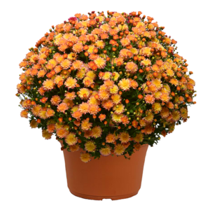 12" Mum Planter Flamingo Pineapple Pink