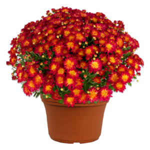 12" Mum Planter Summer Sunset