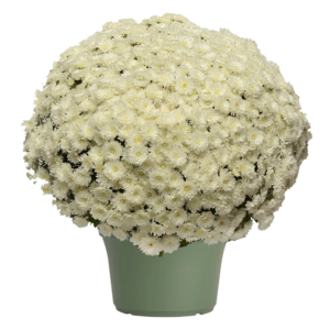 12" Mum Planter Alpine White