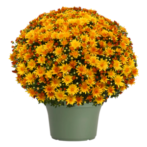 12" Mum Planter Cracklin Golden Yellow
