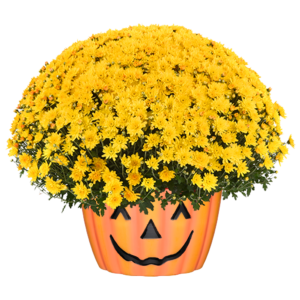12" Mum Pumpkin Pot Axios Yellow