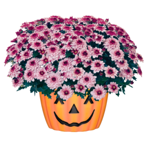 12" Mum Pumpkin Pot Berry Blast Bicolor