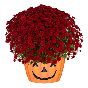 12" Mum Pumpkin Pot Josephine Red