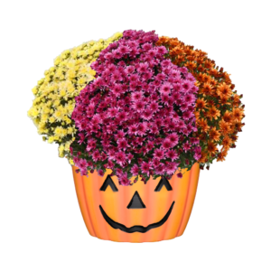 12" Pumpkin Pot Mumbo Carousel