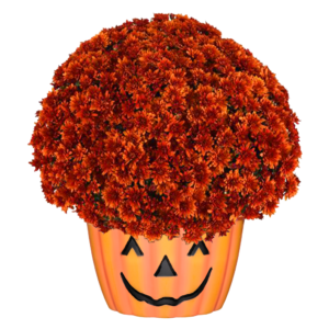 12" Mum Pumpkin Pot Sweet Potato Pie Bronze
