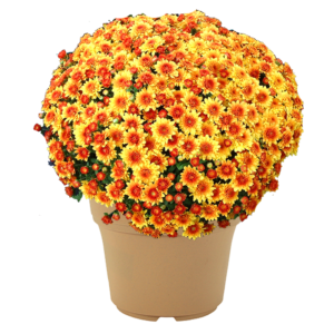 12" Mum Planter Autumn Envy Bronze