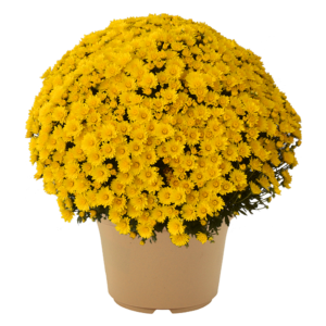12" Mum Planter Zinger Yellow