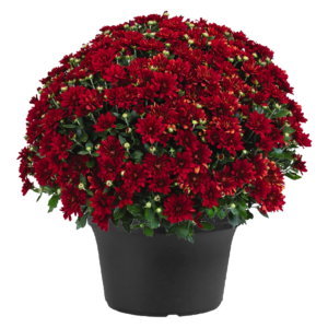 14" Mum Planter Fiesta Red