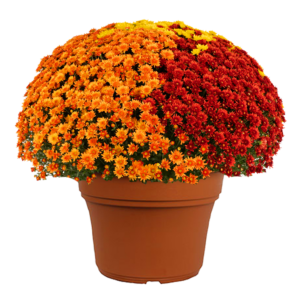 14" Mum Planter Mumbo Beverly Bright Penny