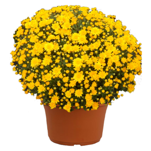 14" Mum Planter Sundance Yellow