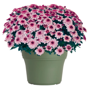 14" Mum Planter Berry Blast Bicolor