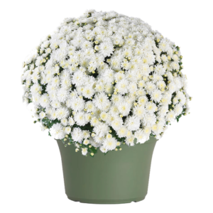 14" Mum Planter Celestial White