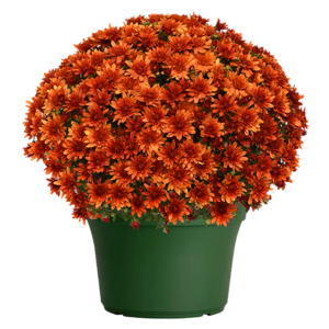 14" Mum Planter Kickin Spicy Orange