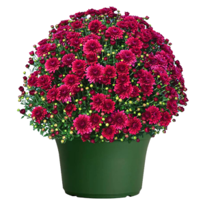 14" Mum Planter Plumberry Purple
