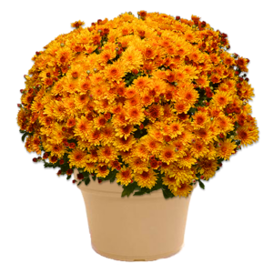 14" Mum Planter Fire Glow Bronze