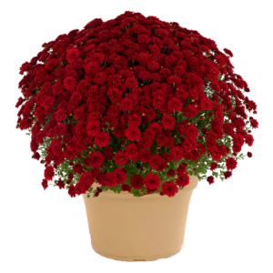 14" Mum Planter Josephine Red