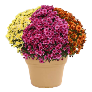 14" Mum Planter Mumbo Carousel Mix