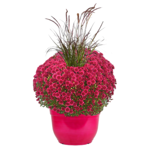 14" Fancy Mum Planter w/ Grass Wicked Purple