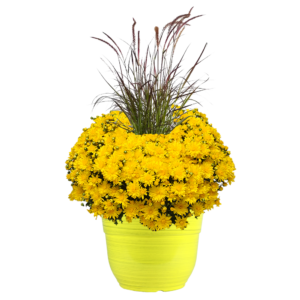 14" Fancy Mum Planter w/ Grass Stellar Yellow