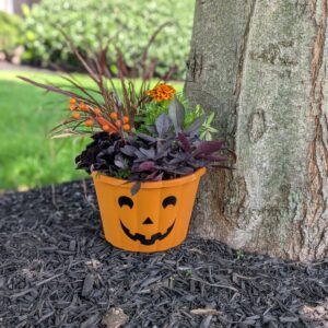 Jack-O-Planter For Kids - $15